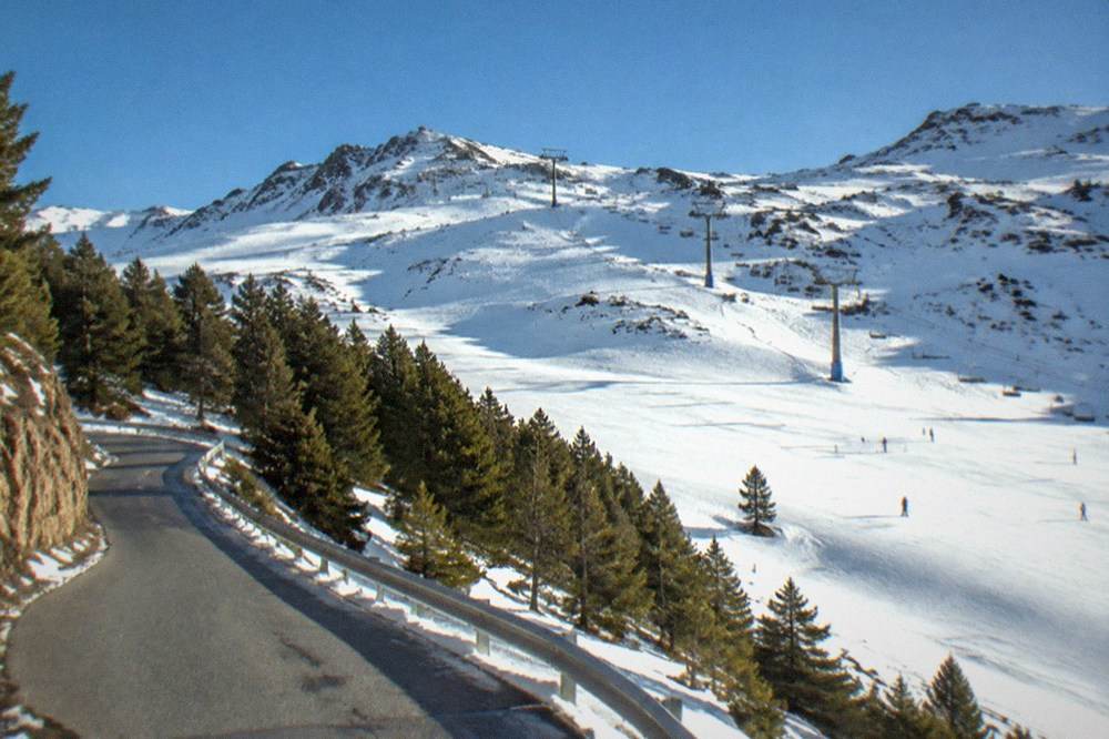 A mountain road winding up through pine forest toward snowy peaks